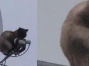 Images Cats Controlling