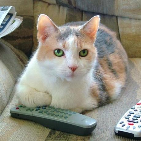 Top 10 Images of Cats Controlling the TV