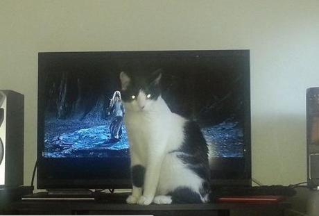 Top 10 Images of Cats Controlling the TV