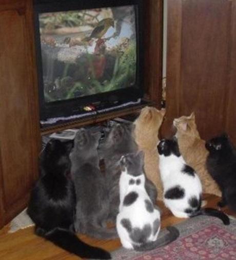 Top 10 Images of Cats Controlling the TV