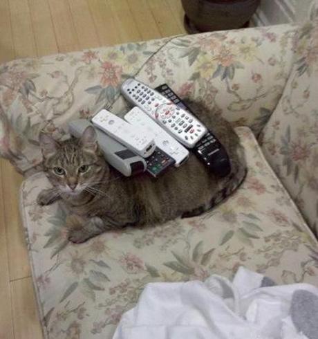 Top 10 Images of Cats Controlling the TV