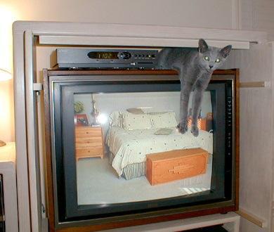 Top 10 Images of Cats Controlling the TV