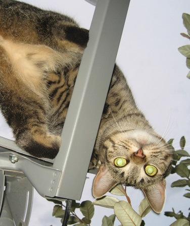 Top 10 Images of Cats Controlling the TV