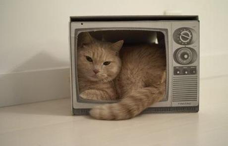 Top 10 Images of Cats Controlling the TV