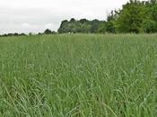 Research Aims Help Biofuel Switchgrass Survive Northern Winters