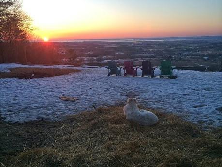 Town in Minnesota elects dog as mayor