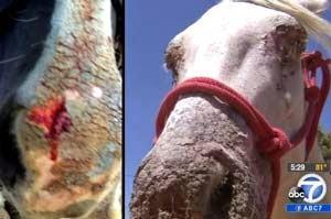 Mystery Illness Attacks California Horses - Fukushima?