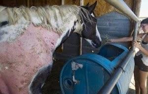 Mystery Illness Attacks California Horses - Fukushima?