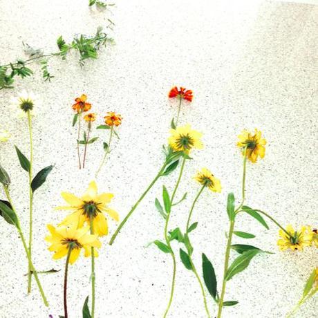 Flowers Spread Out On Caesarstone Countertop