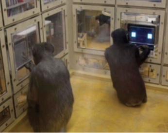 Chimps playing the game