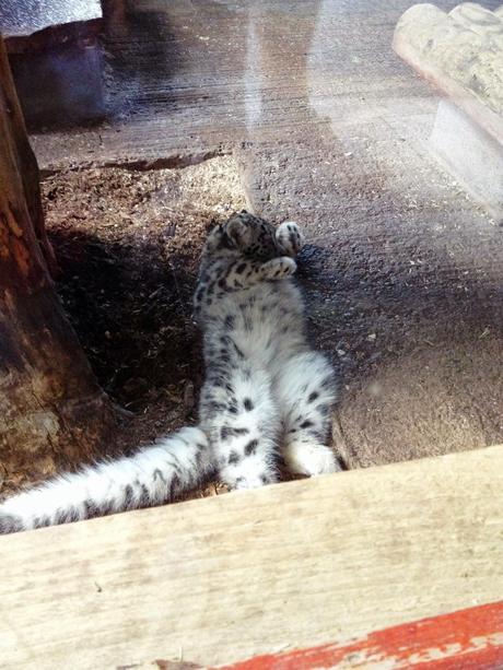 A DAY TRIP TO DUDLEY ZOO