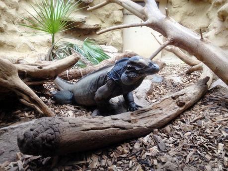 A DAY TRIP TO DUDLEY ZOO