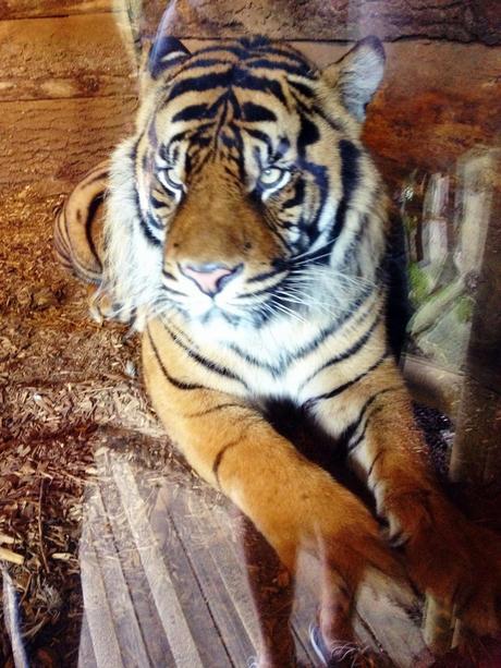 A DAY TRIP TO DUDLEY ZOO