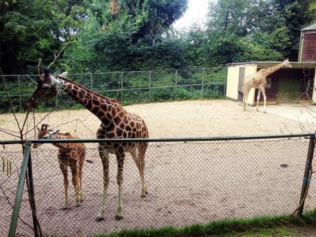 A DAY TRIP TO DUDLEY ZOO