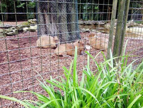 A DAY TRIP TO DUDLEY ZOO