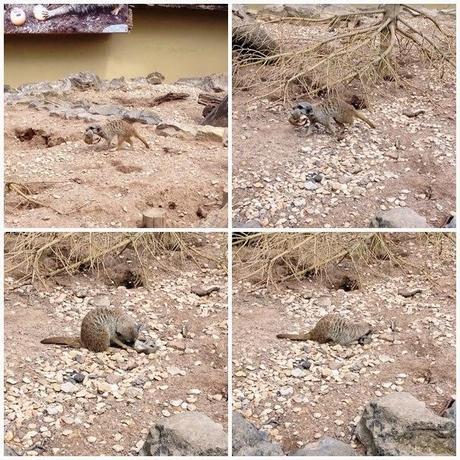 A DAY TRIP TO DUDLEY ZOO