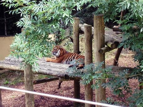 A DAY TRIP TO DUDLEY ZOO