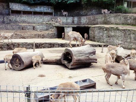 A DAY TRIP TO DUDLEY ZOO
