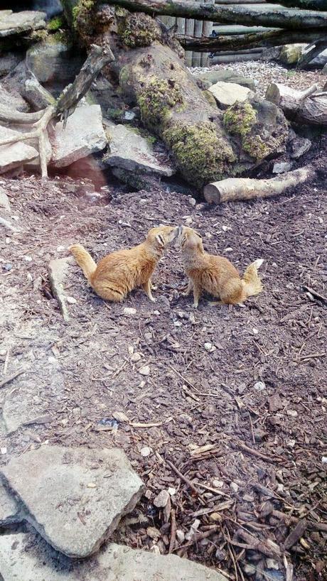A DAY TRIP TO DUDLEY ZOO