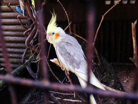 A DAY TRIP TO DUDLEY ZOO