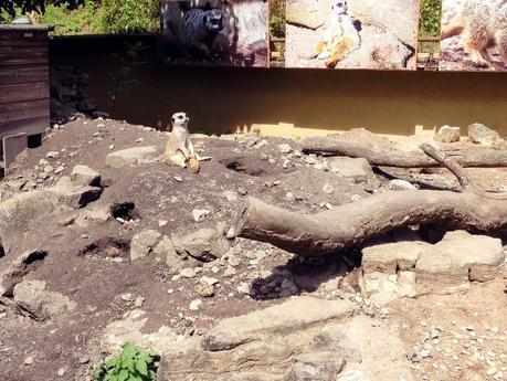 A DAY TRIP TO DUDLEY ZOO