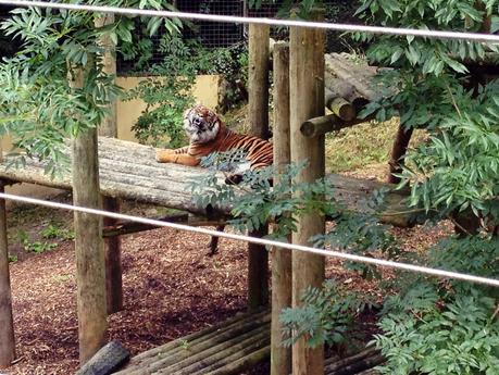 A DAY TRIP TO DUDLEY ZOO