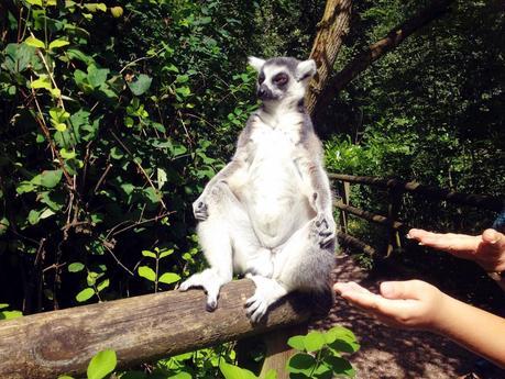 A DAY TRIP TO DUDLEY ZOO