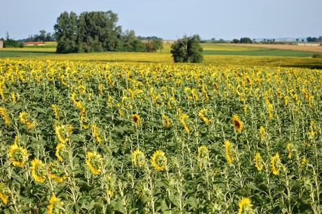 Sunflowers at the end of our road in Gascony