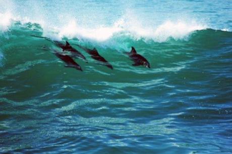 Dolphins Riding the Waves