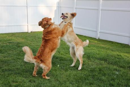 2 Eccentric Dogs Horsing Around