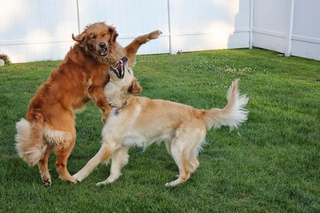 2 Eccentric Dogs Horsing Around