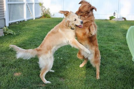 2 Eccentric Dogs Horsing Around