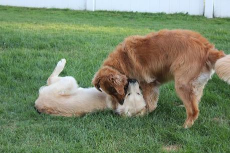 2 Eccentric Dogs Horsing Around