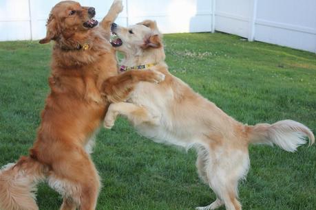2 Eccentric Dogs Horsing Around