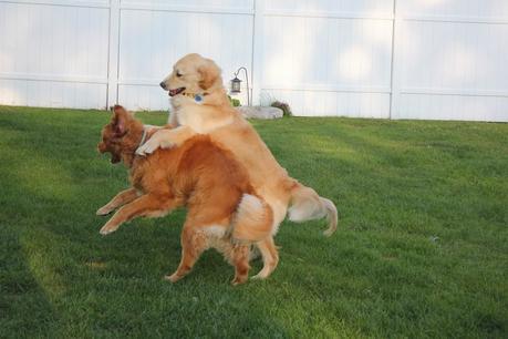 2 Eccentric Dogs Horsing Around