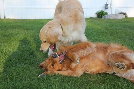 2 Eccentric Dogs Horsing Around