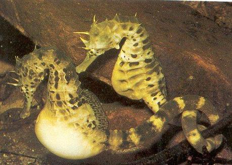 In nature, we find the male seahorse, who carries and births the babies. I could maybe get on board with this concept.