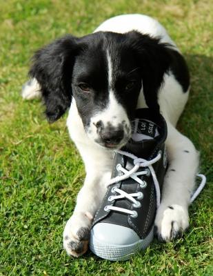 Is that an ORGANIC stinky sneaker you're snacking on?