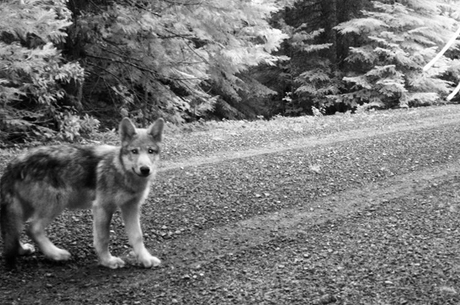 One of wolf OR-7's pups, born this summer in southwestern Oregon. by USFWS