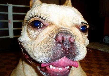 Boston-Terrier-with-eyelashes