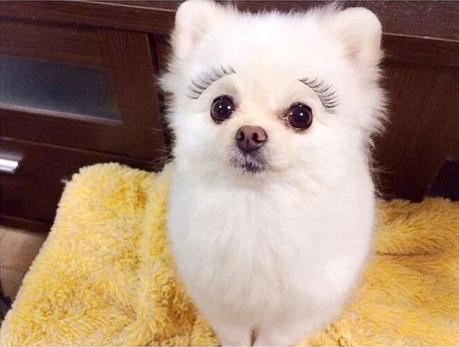 Pomeranian-with-fake-eyelashes