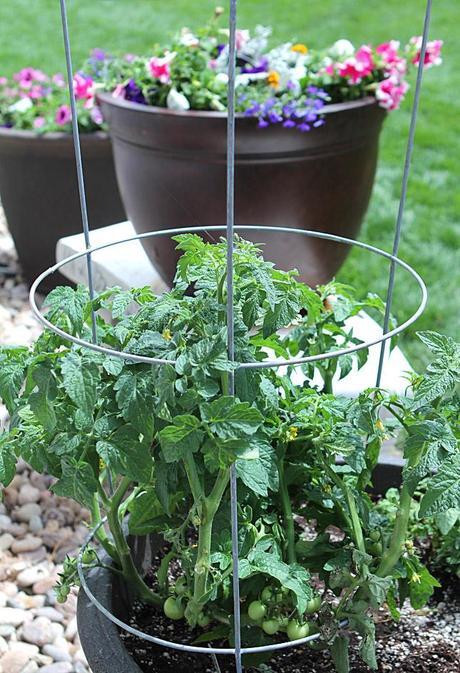 Ottolenghi Tomato Salad and More for a Girls Nite In Homegrown tomatoes
