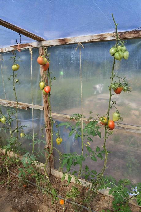 End of season tomato ripening