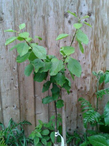 Becoming a 21st-Century Smallholder