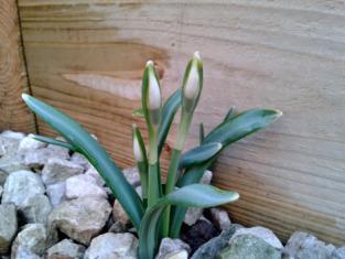 Becoming a 21st-Century Smallholder