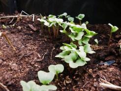 Becoming a 21st-Century Smallholder