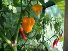 Becoming a 21st-Century Smallholder