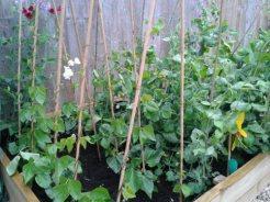 Becoming a 21st-Century Smallholder