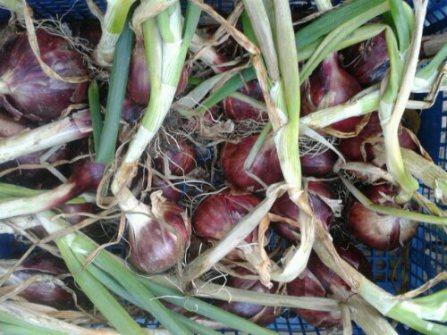 Becoming a 21st-Century Smallholder