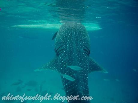 Swimming with the Whale Sharks of Oslob, Cebu